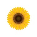 Sunflower. Summer flower isolated.