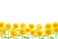 Sunflower summer flower yellow background