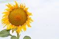 Sunflower summer flowering golden