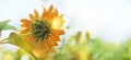 Sunflower summer natural green yellow banner background. Blooming sunflower and blue sky with bokeh. Close-up, copy space Royalty Free Stock Photo