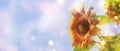 Sunflower summer natural green yellow banner background. Blooming sunflower and blue sky with bokeh. Close-up, copy space Royalty Free Stock Photo