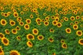 Sunflower in summer. Sunflowers growing in the field, background