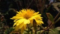 Sunflower in sun , single sunflower , yellow sunflower , sunflower with leafs - image