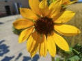 Sunflower Sun bathing Royalty Free Stock Photo