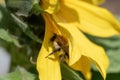 Sunflower in the sun bee included Royalty Free Stock Photo