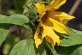 Sunflower in the sun bee included Royalty Free Stock Photo