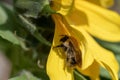 Sunflower in the sun bee included Royalty Free Stock Photo