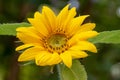 Sunflower in the sun blooming Royalty Free Stock Photo