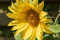 Sunflower in the sun blooming Royalty Free Stock Photo