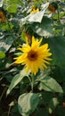 Sunflower sun crop yellow flower green