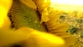 Sunflower Royalty Free Stock Photo