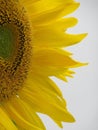 Sunflower, sun flower, sonnenblume