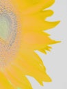 Sunflower, sun flower, sonnenblume