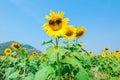 Sunflower with sun glasses Royalty Free Stock Photo