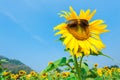 Sunflower with sun glasses Royalty Free Stock Photo