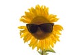 Sunflower in sun glasses Royalty Free Stock Photo