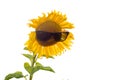 Sunflower in sun glasses Royalty Free Stock Photo