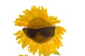 Sunflower in sun glasses Royalty Free Stock Photo