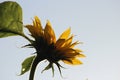 Sunflower in the sun in Nieuwerkerk aan den IJssel the netherlands.