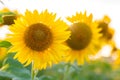 Sunflower and sun Royalty Free Stock Photo