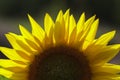 Sunflower Royalty Free Stock Photo