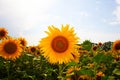 Sunflower in a sunflower field against a blue sky. Large yellow sunflower flower with green leaves on the trunk under the bright Royalty Free Stock Photo