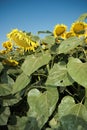 Sunflower with sunflower field and blue sky. Royalty Free Stock Photo