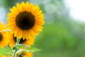 Sunflower with sunflower field. Green bokhe Royalty Free Stock Photo