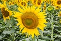 Sunflower in a sunflower field. Large yellow sunflower flower with green leaves on the trunk under the bright sun. Beautiful Royalty Free Stock Photo