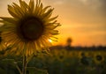 Sunflower with sunflower field on the morning sunrise Royalty Free Stock Photo