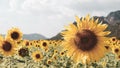 Sunflower in sunflower field with the mountain background. Vintage tone. Royalty Free Stock Photo