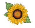 Sunflower