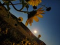 Sunflower Royalty Free Stock Photo