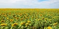 Sunflower, Sunflowers Field, Panorama, Banner Royalty Free Stock Photo