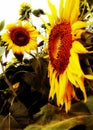 Sunflower,Sunflowers, Flower