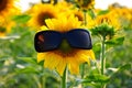 Sunflower with sunglasses Royalty Free Stock Photo