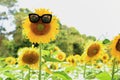 Sunflower with sunglasses, beautiful funny face Royalty Free Stock Photo