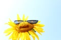 Sunflower with sunglasses in front of the blue sky Royalty Free Stock Photo