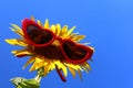 Sunflower with sunglasses Royalty Free Stock Photo
