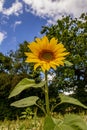 Sunflower on a sunny day in the county of Hampshire within the UK