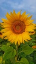 sunflower in a sunny day in a field where it grows for agriculture