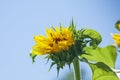 Sunflower on a sunny day with a blue sky Royalty Free Stock Photo