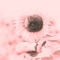 Sunflower in the sunny field, black and white toned in pink Royalty Free Stock Photo