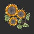 Sunflower is a sunny flower. Isolated on a black background. Vector illustration