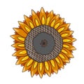 Sunflower is a sunny flower. Isolated on a white background. Vector illustration