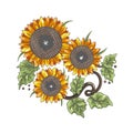 Sunflower is a sunny flower. Isolated on a white background. Vector illustration