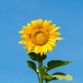 Sunflower with sunny sky Royalty Free Stock Photo