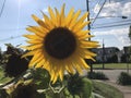 Sunflower, Sunny Summer Day, Large Yellow Flower Royalty Free Stock Photo