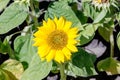 Sunflower, sunny summer day Royalty Free Stock Photo