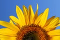 Sunflower Sunrise Royalty Free Stock Photo